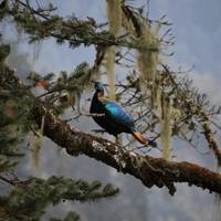 Bhutan Druk Path Trek traveler photo #1