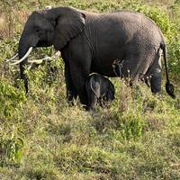 Photo de voyageur Journeys : Safari en Tanzanie National Geographic Journeys #3