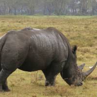 21 días de cataratas Victoria a Serengeti - campamento: foto del viajero #1