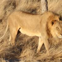 Sossusvlei, Swakopmund & Etosha (Camping) - 7 Days traveler photo #1