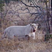 Zuid-Afrikaanse vakantie: foto van de reiziger #1