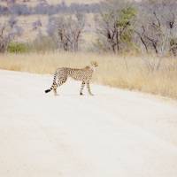 Zuid-Afrikaanse vakantie: foto van de reiziger #2