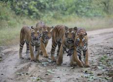Indiens Tiger Trail Rundreise
