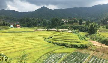 Fields of golden crops with small villages in the mountains.