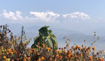 Snow-capped mountains in the distance with colorful flowers in the foreground.
