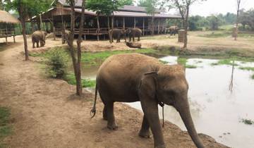 Elephants walking in a park with a building in the background.