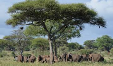 Elephants gathered under a tree.