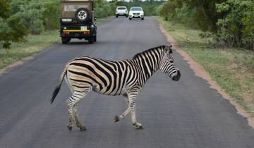 A zebra crossing a road with parked cars.
