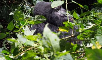 Gorilla sitting among green leaves.