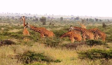 Group of giraffes grazing in a savannah.