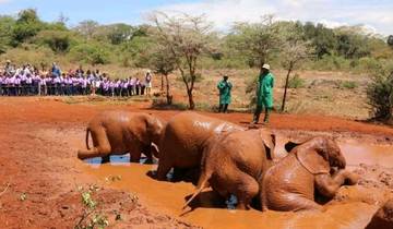 Young elephants playing in a mud bath.