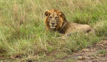 A lion lying in the grass, looking towards the camera.
