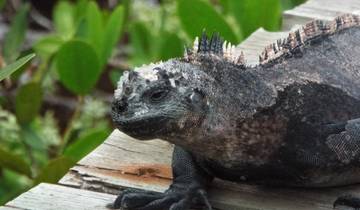 Close-up of iguana on wooden surface