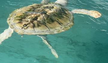 A sea turtle swimming in clear blue water.