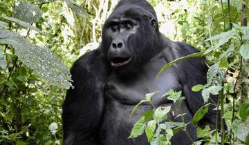 Gorilla in a forest setting.