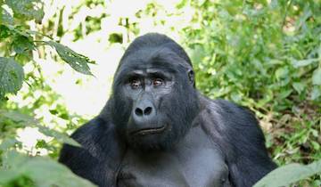 Gorilla in a lush forest.
