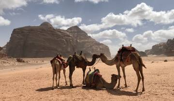Camels resting with a desert landscape in the background.