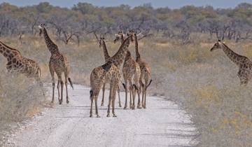 Giraffes on a dirt road in a savannah landscape