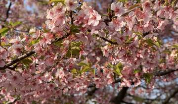 Cherry blossoms in full bloom.