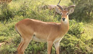 Antelope standing in a grassy area.