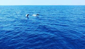 Dolphins swimming in the open ocean.