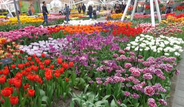 Vibrant flower display with a variety of tulips and people walking.