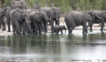 Group of elephants standing by a water body.