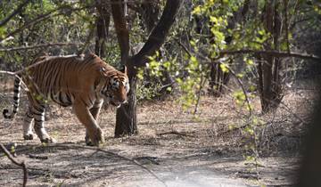 Tiger roaming through the forest.