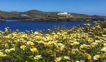 Field of yellow daisies with a coastal view in the background.