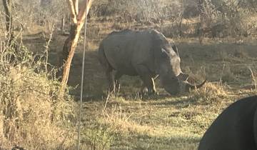 Rhinoceros grazing in a natural habitat.