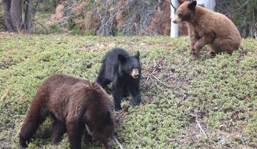 Three bears foraging in a forested area.