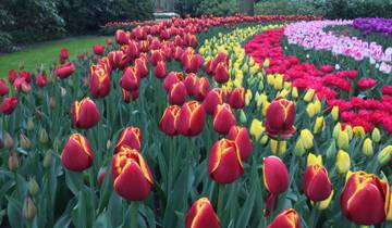 A vibrant display of red and yellow tulips in a field.