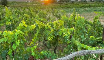 Sunset over a vineyard with lush greenery.
