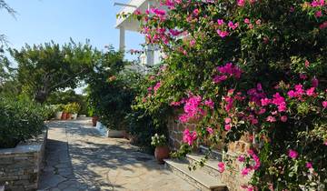 Stone path with flowering plants