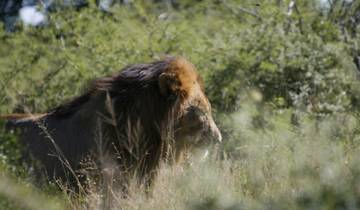 A lion in a natural savannah setting.