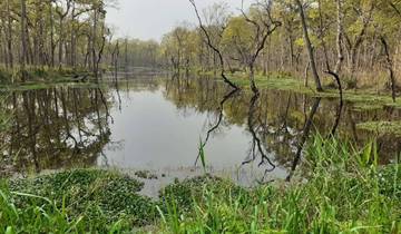 Reflection of trees in a calm body of water.