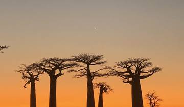 Baobab trees silhouetted against an orange sunset.