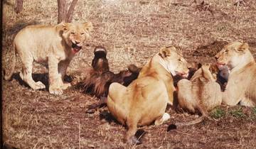 A pride of lions feasting with one cub looking up.
