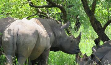 Group of rhinos grazing under trees in a lush setting.