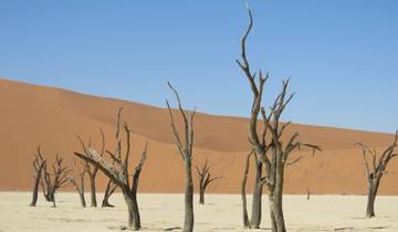 Dead trees on a white clay pan with dunes in the background.