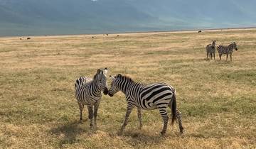 Two zebras interacting in a grassy savannah with more zebras in the background.