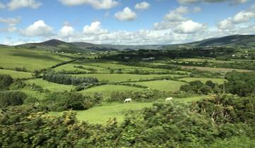 A lush green valley with hills and scattered sheep.