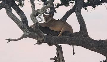 Lion resting on a tree branch in the savannah.