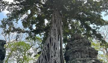 Ancient tree with large roots growing over stone structures.