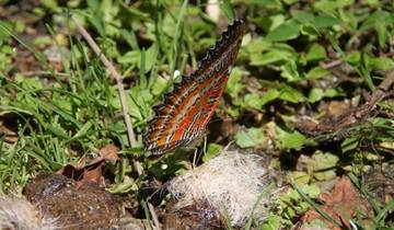 Close-up of a butterfly with vibrant orange and black wings on green foliage.