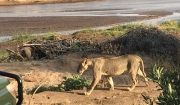 A lion walking along a riverbank