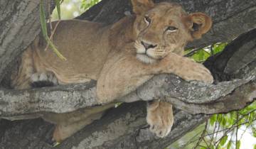 Lion resting on a tree branch in a forest environment.