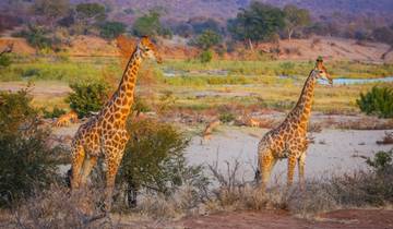 Two giraffes in a dry savannah landscape.