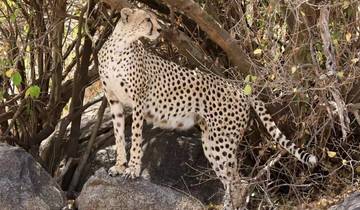 Cheetah standing on rocks amidst bushes in a natural setting.