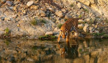 Tiger by a water body in a natural setting.